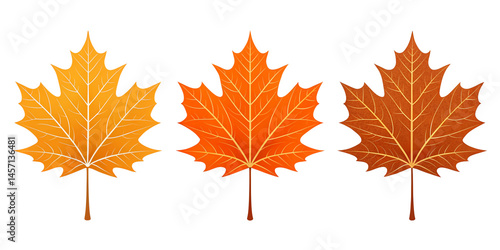 Fototapeta Naklejka Na Ścianę i Meble -  Autumn leaf illustration with realistic orange maple design