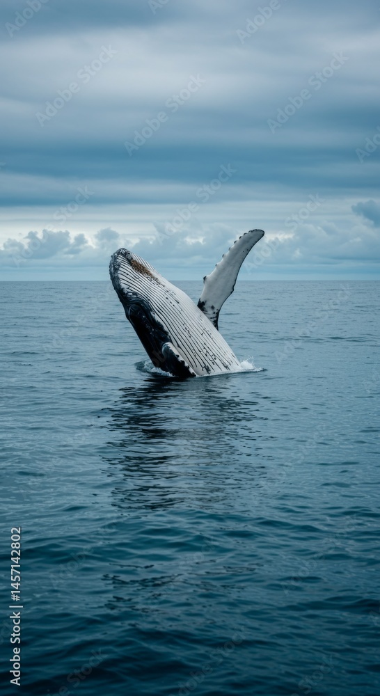 Fototapeta premium Humpback Whale Breaching in Dark Blue Ocean Under Cloudy Sky