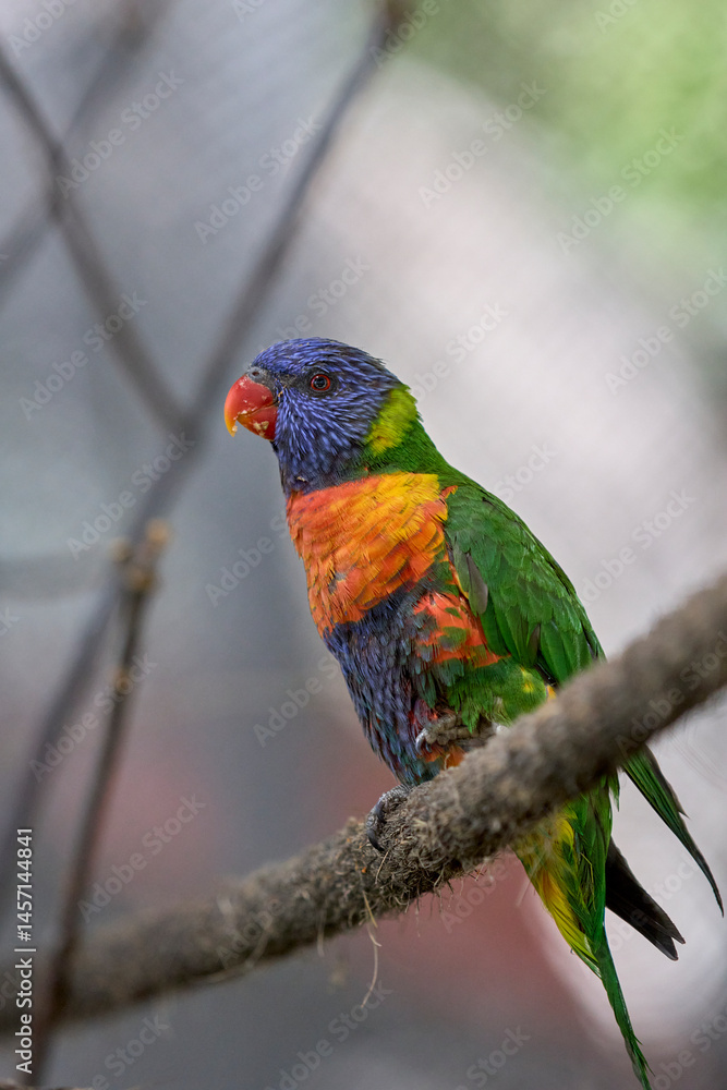 Vibrant rainbow lorikeet perched on a tree branch in soft light Vibrant rainbow lorikeet perched on a tree branch in soft light