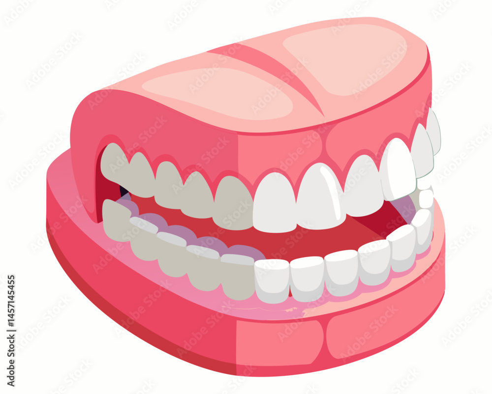 Pink Plastic Model of Human Teeth and Gums for Dental Education Pink Plastic Model of Human Teeth and Gums for Dental Education