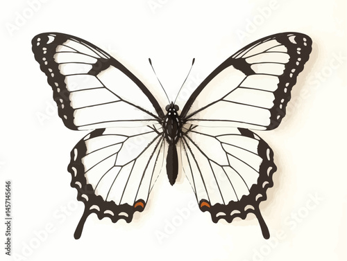 White Swallowtail Butterfly with black markings resting

