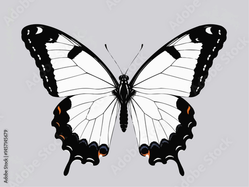 White Swallowtail Butterfly with black markings resting

