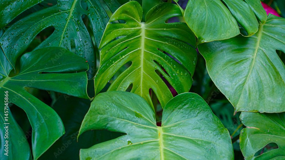 Fototapeta premium Tropical beautiful green background of big Monstera leaves.