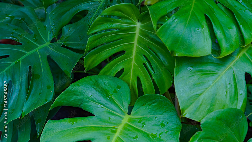 Obraz premium Tropical beautiful green background of big Monstera leaves.