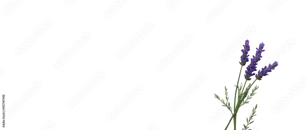 Small and Understated Cluster of Purple Lavender Sprigs Against a Pale Background Small and Understated Cluster of Purple Lavender Sprigs Against a Pale Background