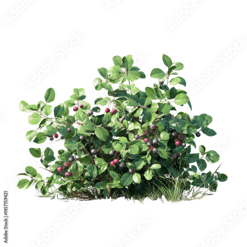 Lush Amelanchier Bush with Ripe Berries, Isolated on White Transparent background