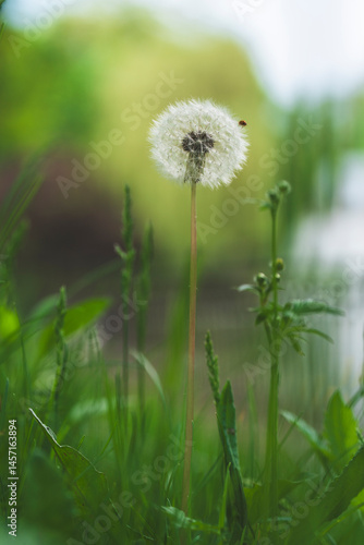 Wallpaper Mural In spring, dandelions bloom in the grass with luxurious flowers
 Torontodigital.ca