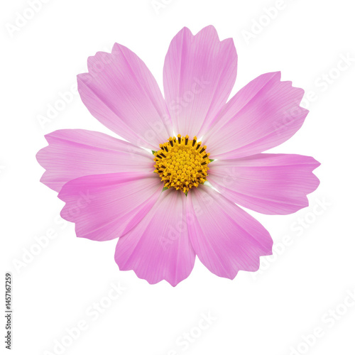 Pink cosmos flower isolated on transparent background