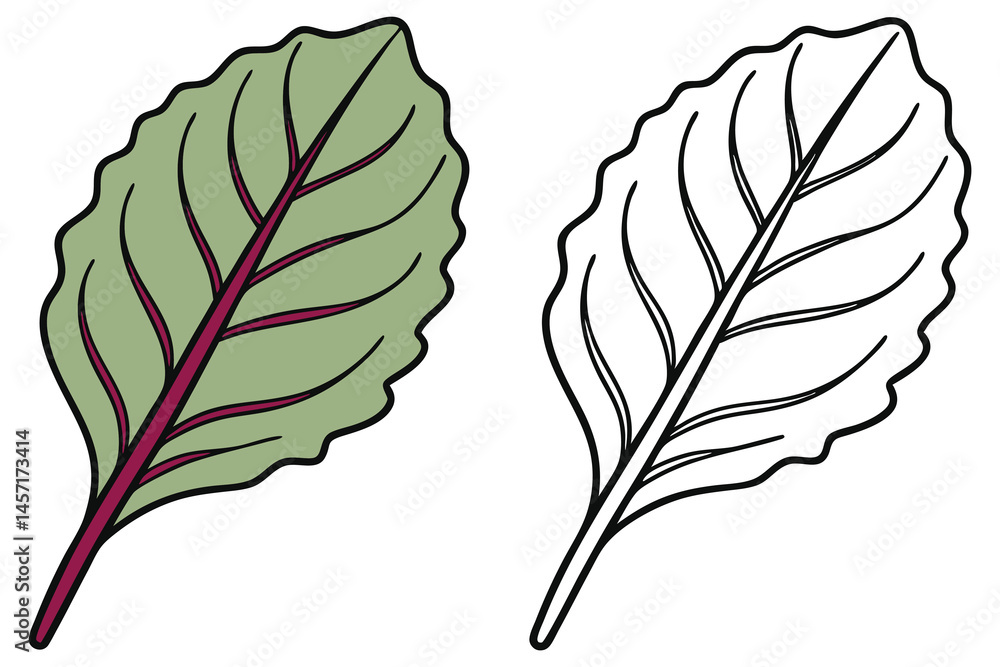 Fototapeta premium Beet Greens appear in full color next to its black and white outline