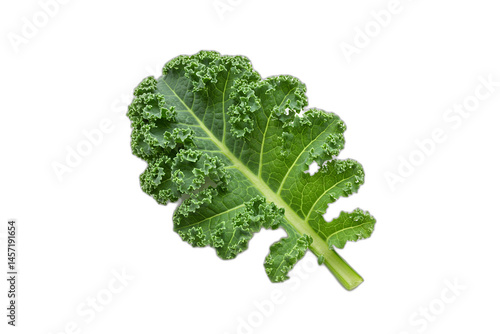 Fresh Curly Kale Leaves: Green Leafy Vegetable