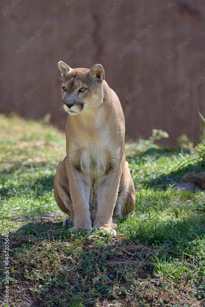Fototapeta premium Sitting cougar gazing attentively in grassy area