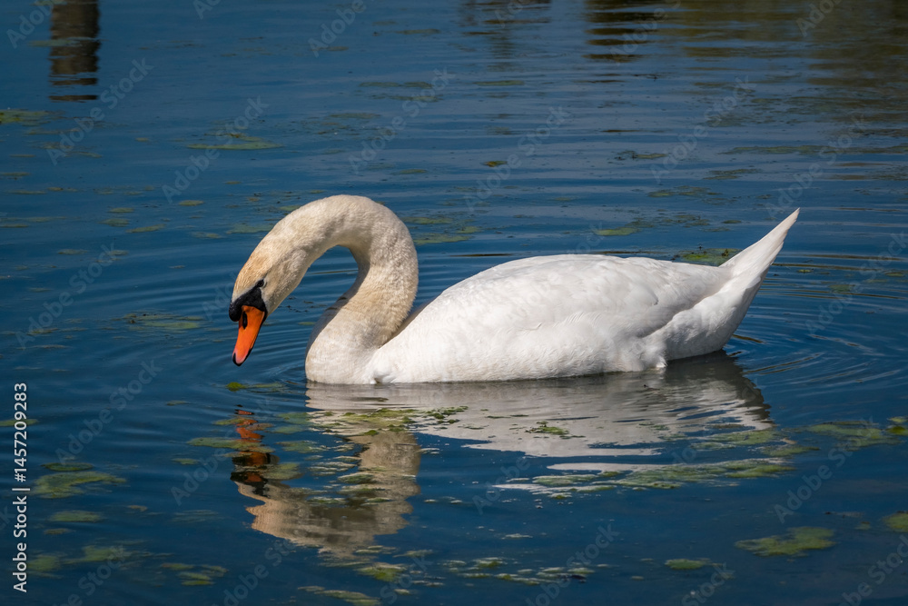 Nahaufnahme eines Schwanes auf dem Bodensee Nahaufnahme eines Schwanes auf dem Bodensee