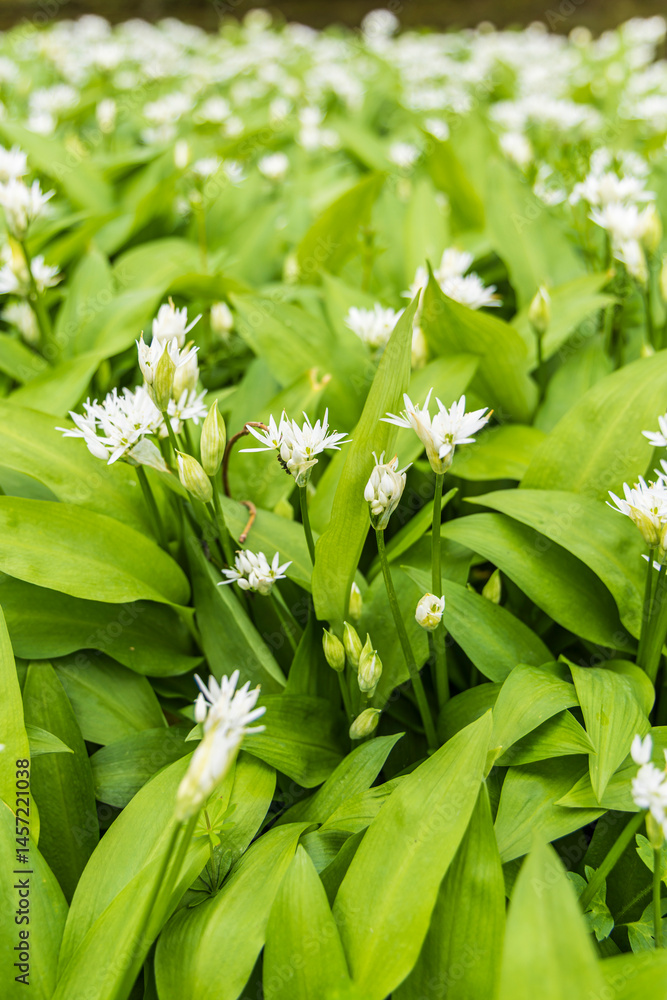 Obraz premium Beautiful flower bed with wild garlic (Allium ursinumin) in full bloom during spring in castle garden of Verhildersum in The Netherlands