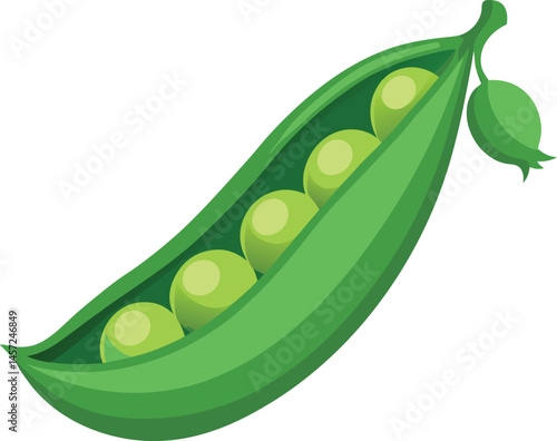  illustration of a green pea pod with peas inside