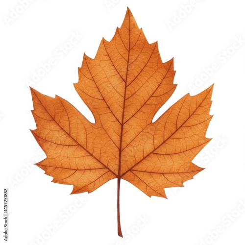 Wallpaper Mural Orange and Brown Dried Maple Leaf on White Background Torontodigital.ca