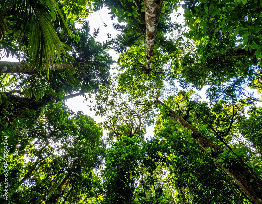 Fototapeta premium Lush rainforest canopy in Costa Rica, vibrant green, showcases biodiversity.