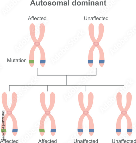 Biology, autosomal dominant inheritance diagram. vector illustration
