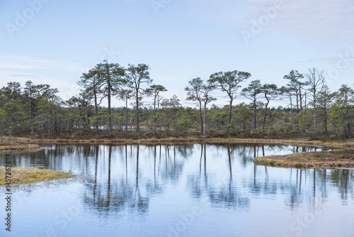 Seli, Estonia - May 04 2025: Symmetrical Mire Hollow in Konnu Suursoo Raised Bog. Reflections of Bonsai Pines, Blue Sky, and Clouds on Still Water on a Bright Spring Day in Protected Wetland Landscape