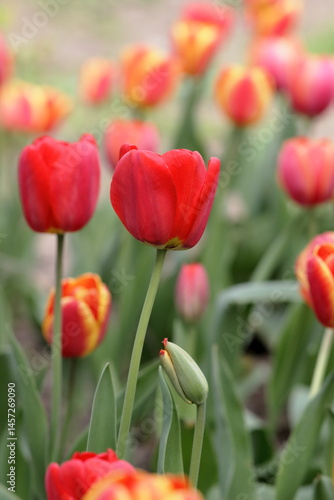 Bright excellent tulip flowers in a flowerbed