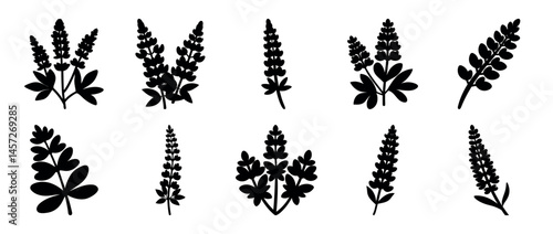 Collection of graphic black lupine flowers and foliage on a white backdrop