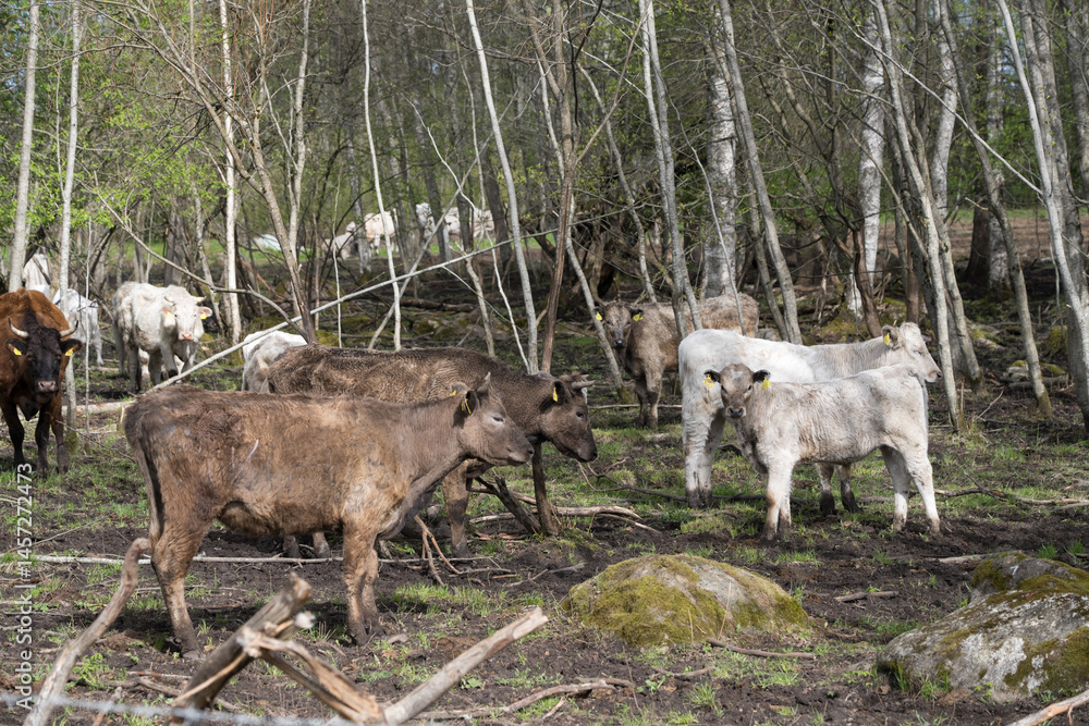 Mallavere, Estonia - May 05 2025: Beef cattle hidden in dense green bushes – rural livestock scene with cows grazing or resting in natural overgrown pasture, peaceful countryside farming environment. Mallavere, Estonia - May 05 2025: Beef cattle hidden in dense green bushes – rural livestock scene with cows grazing or resting in natural overgrown pasture, peaceful countryside farming environment.