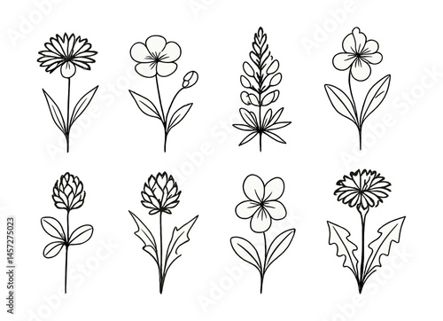 Wildflower silhouette icons set – daisy, clover, lupine, buttercup, chicory, poppy. Vector icons set