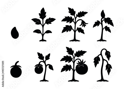 Tomato plant lifecycle icons set – seed, sprout, seedling, bud, fruit, ripening, withered. Vector icons set