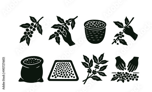 Coffee harvest icons set – berries, hands, basket, branches, bag, drying, sorting, processing. Vector icons set