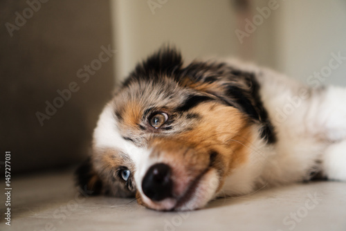 Miniature American Shepherd puppy at home. Blue merle with heterochromia. 2 months old playing with toys, ball