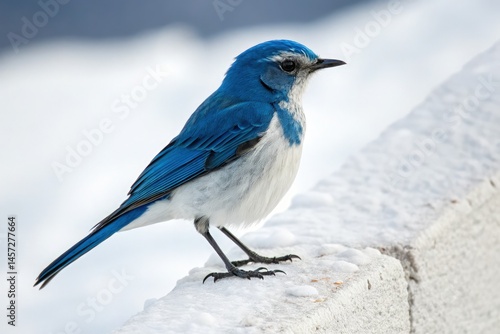 Blue and White Bird Perched on Surface in Natural Setting Generative AI