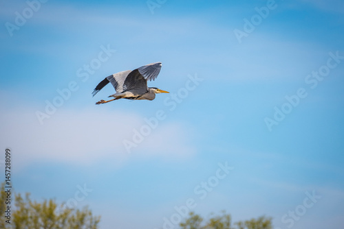 fliegender Graureiher im Uferbereich des Bodensees