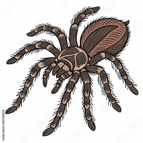 Tarantula illustration on white background