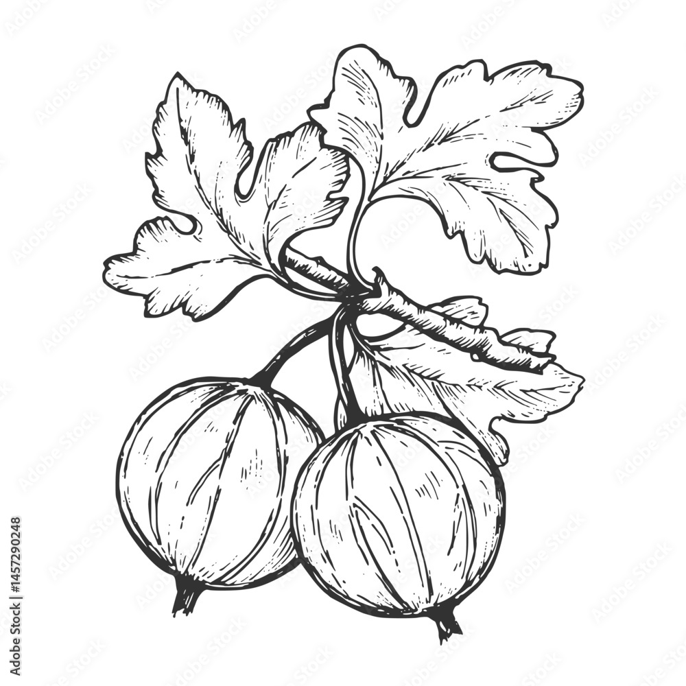 Sketch pen and ink vintage gooseberry illustration, draft silhouette drawing, black isolated on white background. Food graphic etching design.
