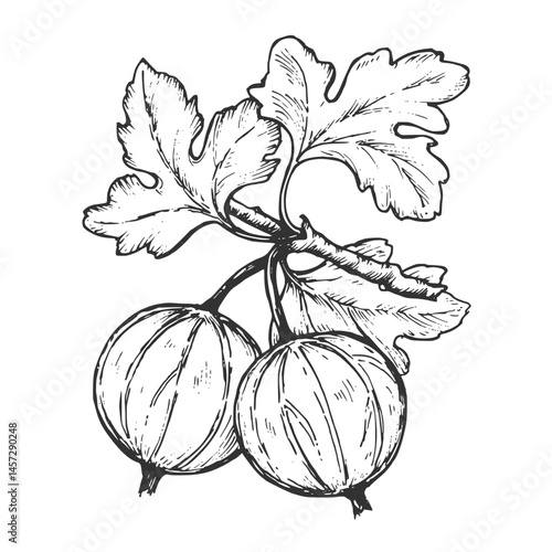 Obraz na płótnie Sketch pen and ink vintage gooseberry illustration, draft silhouette drawing, black isolated on white background. Food graphic etching design. w salonie