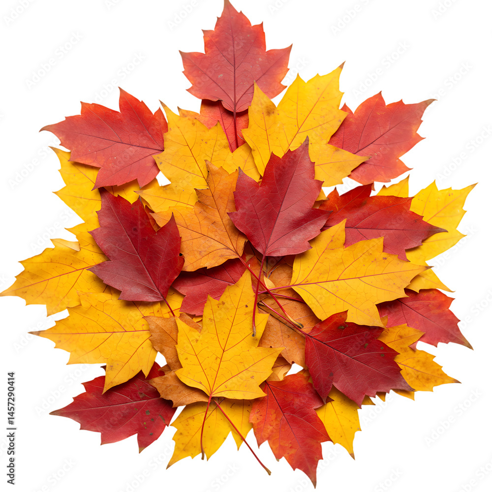 Fototapeta premium pile of Colorful Autumn Maple Leaves on transparent background