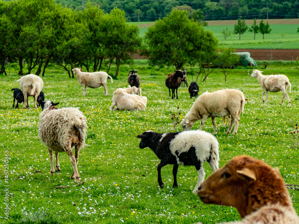 Fototapeta premium Kleine Schafherde auf der Weide im Frühjahr