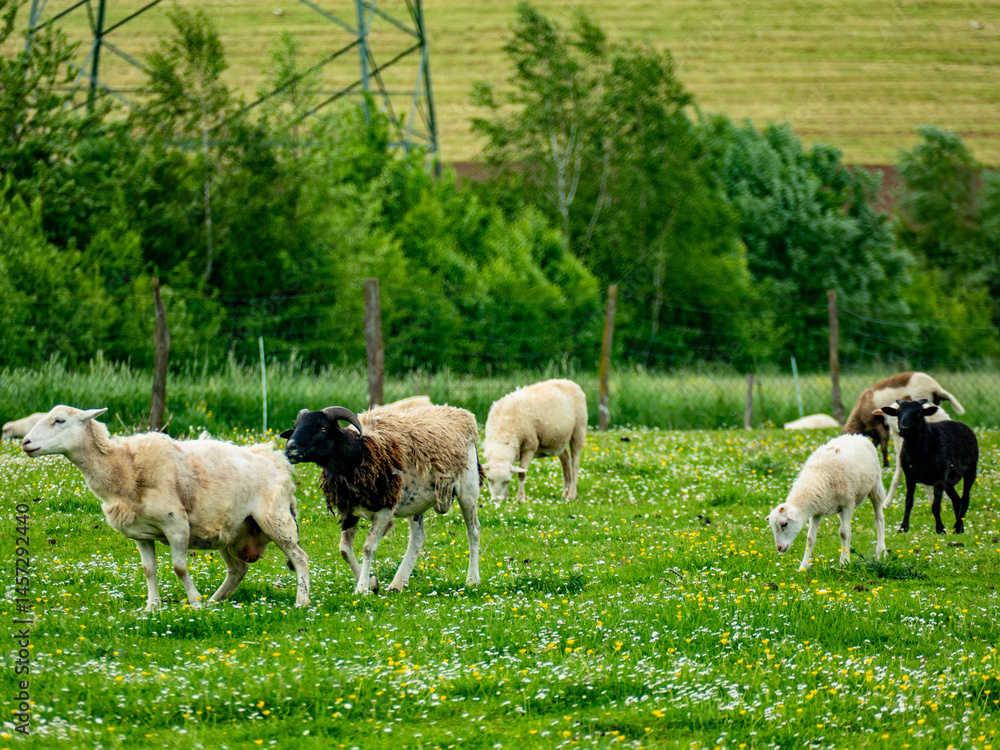 Obraz premium Kleine Schafherde auf der Weide im Frühjahr