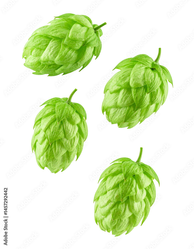 Fototapeta premium hop