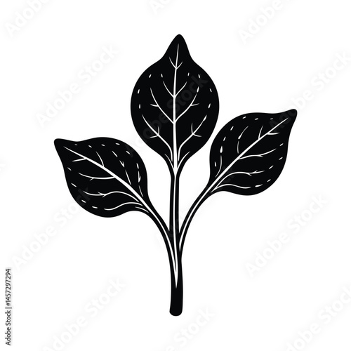 Single Spinach Plant with Green Leaves