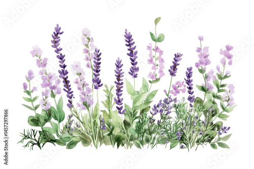 Lavender and wildflowers watercolor illustration, cut out - stock png.