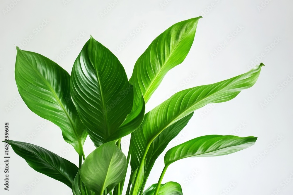 Obraz premium Close up of vibrant peace lily leaves against a plain backdrop.