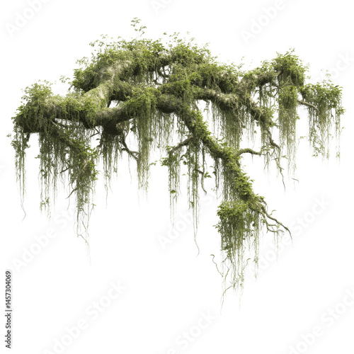Spanish Moss Draped Over Tree Branches, Isolated on White Transparent background