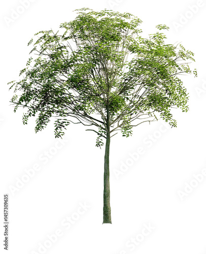 Tree without background	
