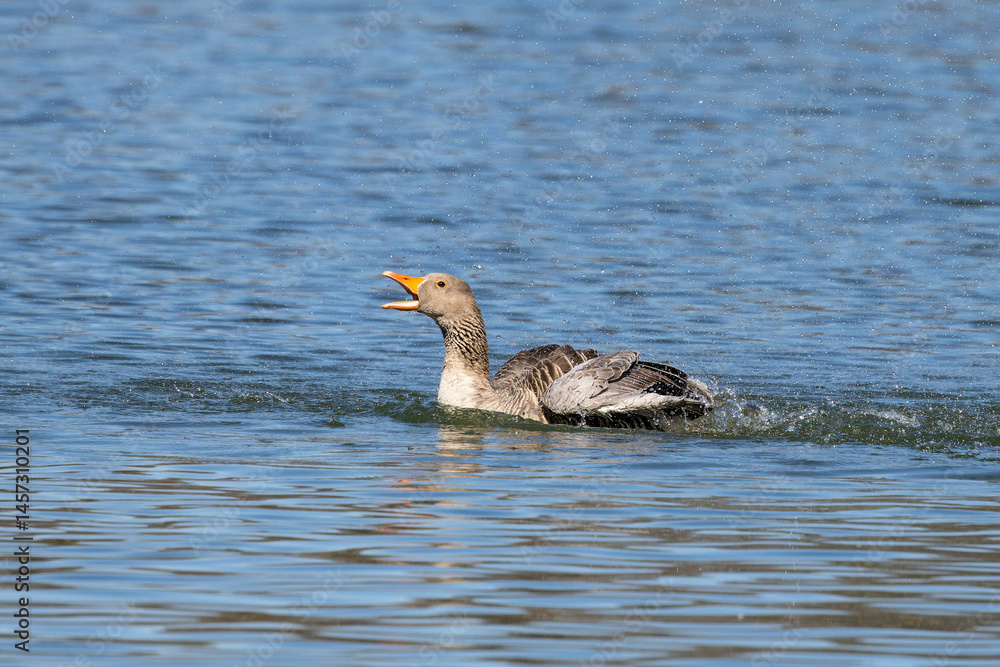 The greylag goose, Anser anser is a species of large goose