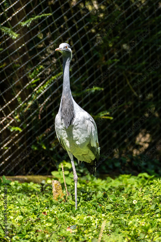 Demoiselle Crane, Anthropoides virgo are living in the bright green meadow during the day time