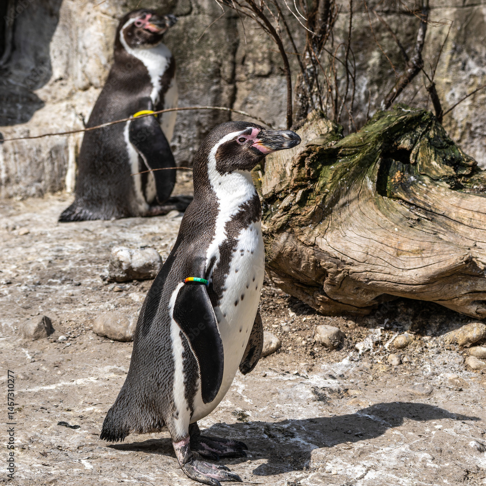 Humboldt Penguin, Spheniscus humboldti in a park