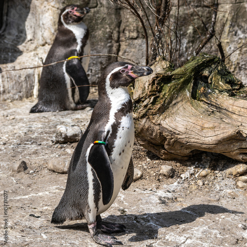 Humboldt Penguin, Spheniscus humboldti in a park