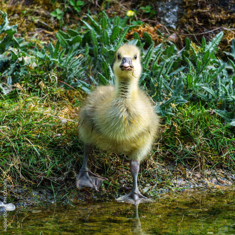 Beautiful yellow fluffy greylag goose baby gosling in spring, Anser anser