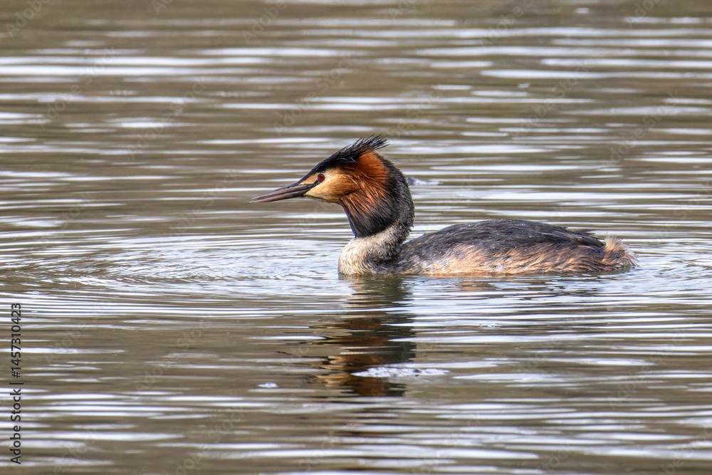 Great Crested Grebe, Podiceps cristatus with beautiful orange colors, a water bird with red eyes.