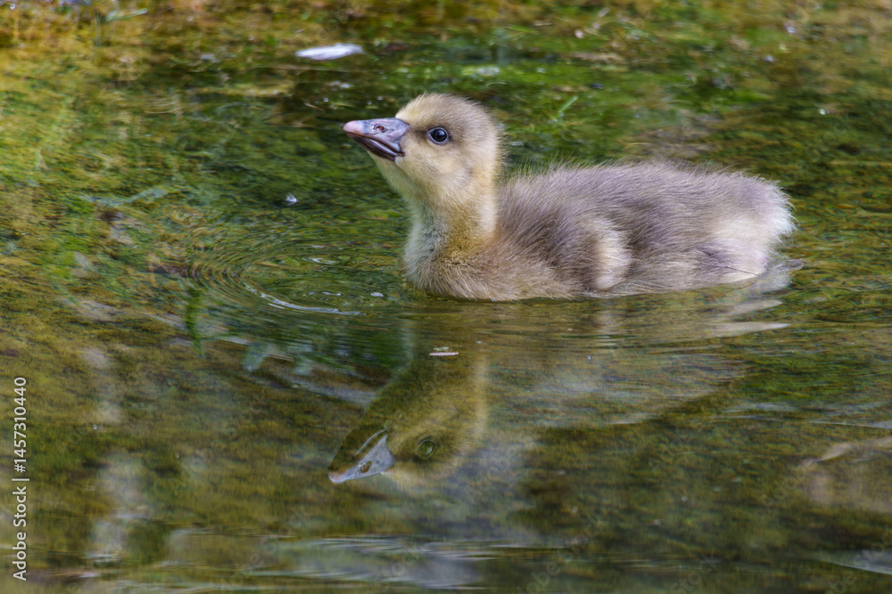 Beautiful yellow fluffy greylag goose baby gosling in spring, Anser anser